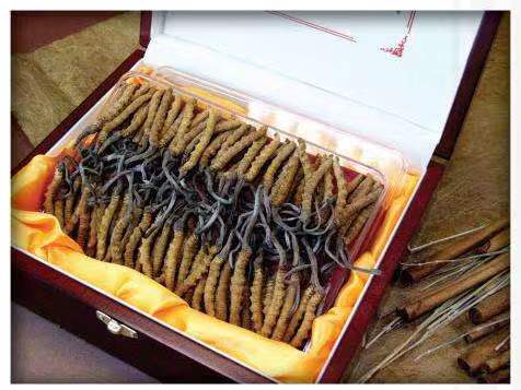 彬村山华侨农场冬虫夏草回收